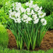 INDOOR Paperwhite, GREAT INDOOR, Narcissus bulbs - Caribbean garden seed