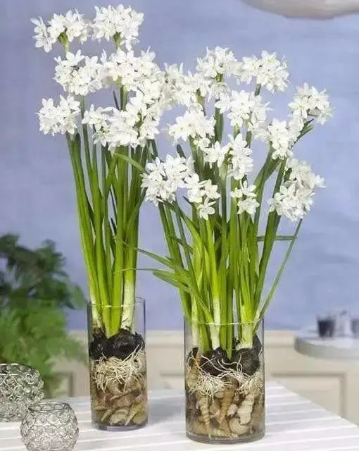 INDOOR Paperwhite, GREAT INDOOR, Narcissus bulbs - Caribbean garden seed