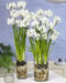 INDOOR Paperwhite, GREAT INDOOR, Narcissus bulbs - Caribbean garden seed