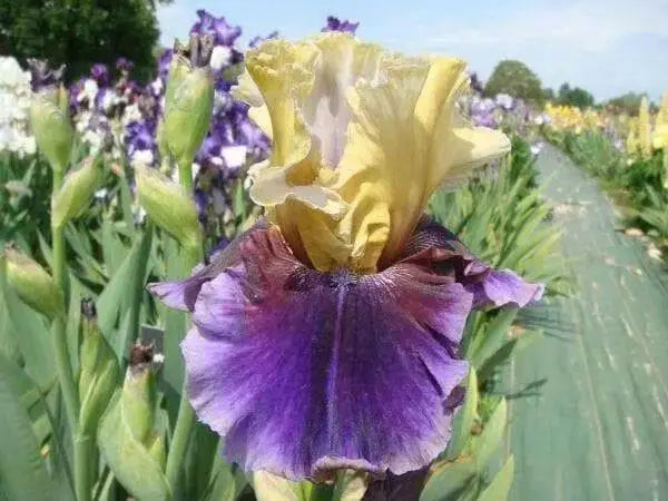 Iris ‘Final Episode’  Tall Bearded Iris, BAREROOT Plants, Iris Germanica - Caribbean garden seed