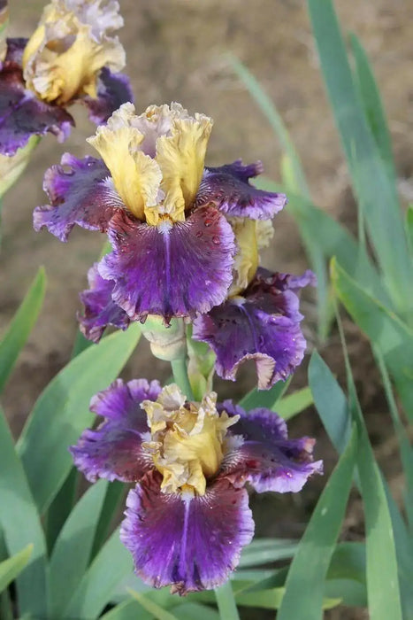 Iris ‘Final Episode’  Tall Bearded Iris, BAREROOT Plants, Iris Germanica - Caribbean garden seed