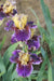 Iris ‘Final Episode’  Tall Bearded Iris, BAREROOT Plants, Iris Germanica - Caribbean garden seed
