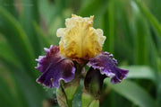 Iris ‘Final Episode’  Tall Bearded Iris, BAREROOT Plants, Iris Germanica - Caribbean garden seed