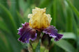 Iris ‘Final Episode’  Tall Bearded Iris, BAREROOT Plants, Iris Germanica - Caribbean garden seed