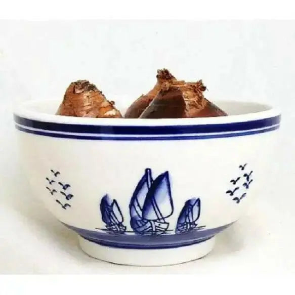 Indoor Growing Kit with Delft Ceramic Bowl, 3 Paperwhite Narcissus Bulbs - Caribbean garden seed