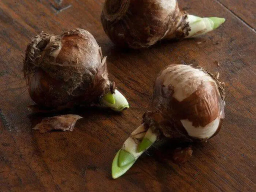 Indoor Growing Kit with Delft Ceramic Bowl, 3 Paperwhite Narcissus Bulbs - Caribbean garden seed