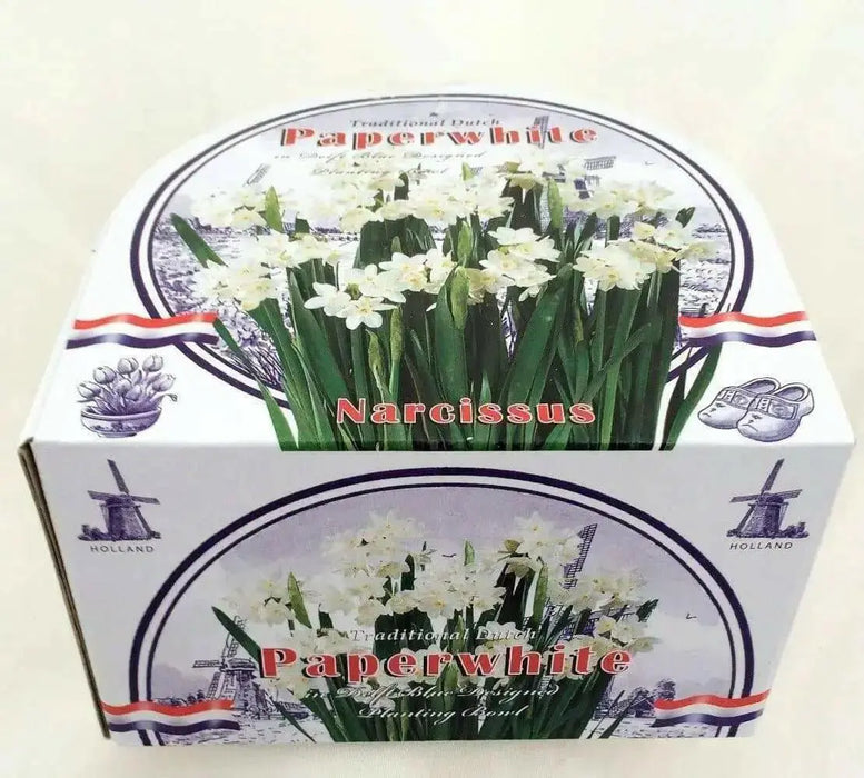 Indoor Growing Kit with Delft Ceramic Bowl, 3 Paperwhite Narcissus Bulbs - Caribbean garden seed