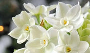 Indoor Growing Kit with Delft Ceramic Bowl, 3 Paperwhite Narcissus Bulbs - Caribbean garden seed