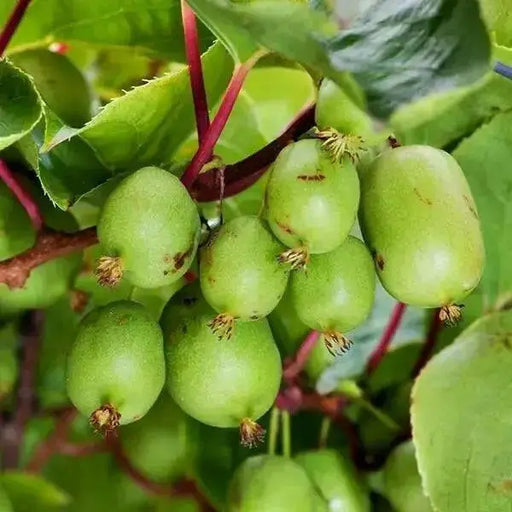 Issai Hardy Kiwi Vine (Live plants) Perennial Vine - Caribbean garden seed