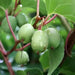 Issai Hardy Kiwi Vine (Live plants) Perennial Vine - Caribbean garden seed