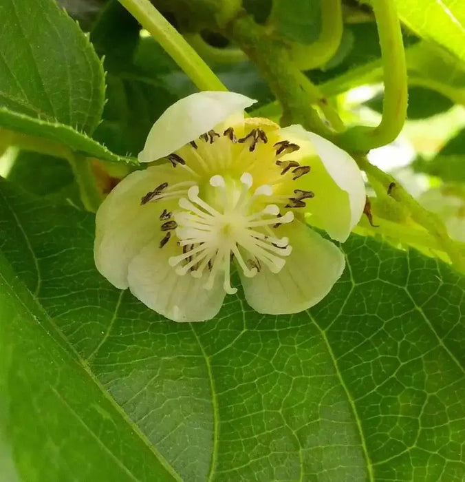 Issai Hardy Kiwi Vine (Live plants) Perennial Vine - Caribbean garden seed