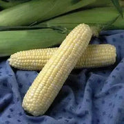 Jackpot F1 ,Sweet Bicolor Corn Seed, - Caribbean garden seed