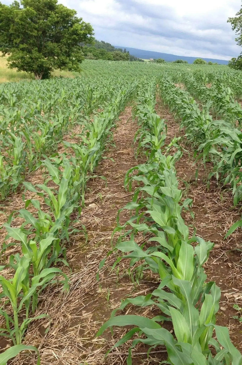 Jackpot F1 ,Sweet Bicolor Corn Seed, - Caribbean garden seed
