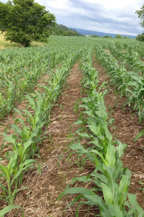 Jackpot F1 ,Sweet Bicolor Corn Seed, - Caribbean garden seed