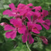 Ivy Leaf Geranium Seeds - Fuchsia - PERENNIAL  FLOWERS - Caribbean garden seed