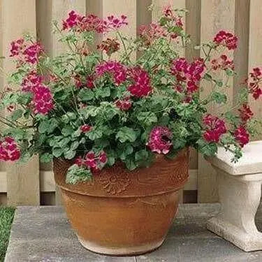 Ivy Leaf Geranium Seeds - Fuchsia - PERENNIAL  FLOWERS - Caribbean garden seed