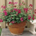 Ivy Leaf Geranium Seeds - Fuchsia - PERENNIAL  FLOWERS - Caribbean garden seed