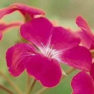 Ivy Leaf Geranium Seeds - Fuchsia - PERENNIAL  FLOWERS - Caribbean garden seed