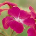 Ivy Leaf Geranium Seeds - Fuchsia - PERENNIAL  FLOWERS - Caribbean garden seed