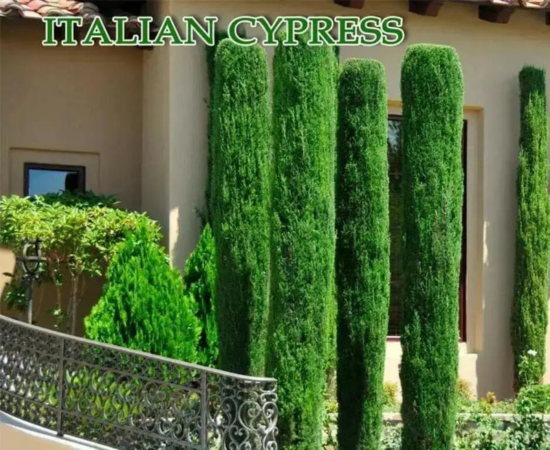 Italian cypress Tree Seeds (Cupressus sempervirens) Also Know as,Tuscan, or Graveyard Cypress, - Caribbean garden seed