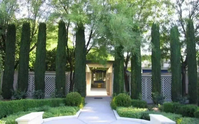 Italian cypress Tree Seeds (Cupressus sempervirens) Also Know as,Tuscan, or Graveyard Cypress, - Caribbean garden seed