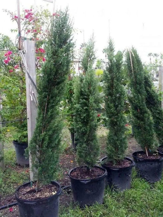 Italian cypress Tree Seeds (Cupressus sempervirens) Also Know as,Tuscan, or Graveyard Cypress, - Caribbean garden seed