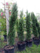 Italian cypress Tree Seeds (Cupressus sempervirens) Also Know as,Tuscan, or Graveyard Cypress, - Caribbean garden seed