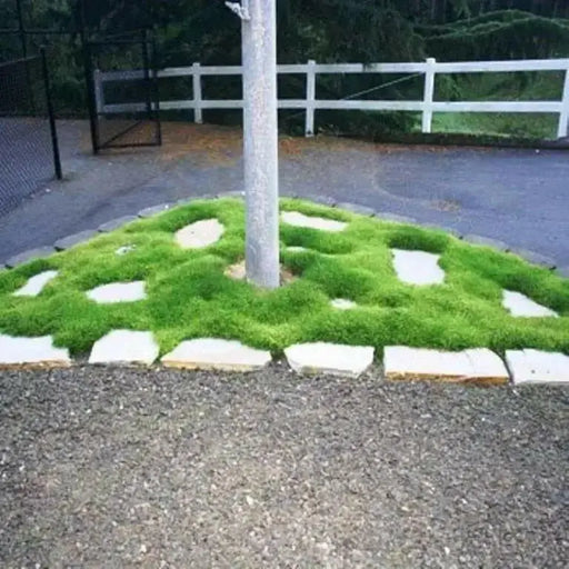 Irish Moss Seeds (Sagina Subulata) very popular type of plant which has a number of different uses ! - Caribbean garden seed