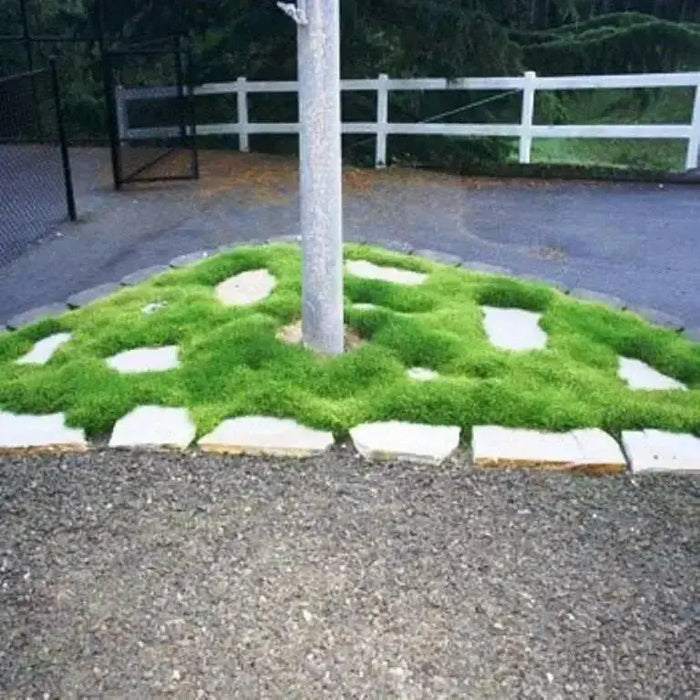 Irish Moss Seeds (Sagina Subulata) very popular type of plant which has a number of different uses ! - Caribbean garden seed