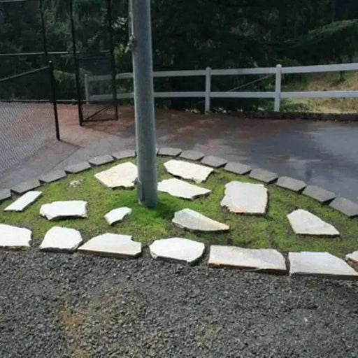 Irish Moss Seeds (Sagina Subulata) very popular type of plant which has a number of different uses ! - Caribbean garden seed