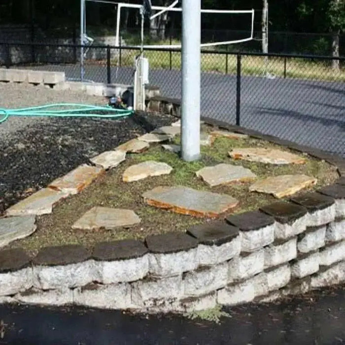 Irish Moss Seeds (Sagina Subulata) very popular type of plant which has a number of different uses ! - Caribbean garden seed