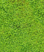 Irish Moss Seeds (Sagina Subulata) very popular type of plant which has a number of different uses ! - Caribbean garden seed