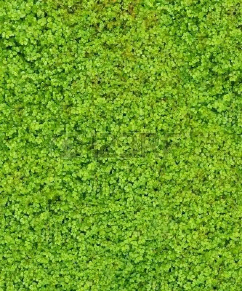 Irish Moss Seeds (Sagina Subulata) very popular type of plant which has a number of different uses ! - Caribbean garden seed
