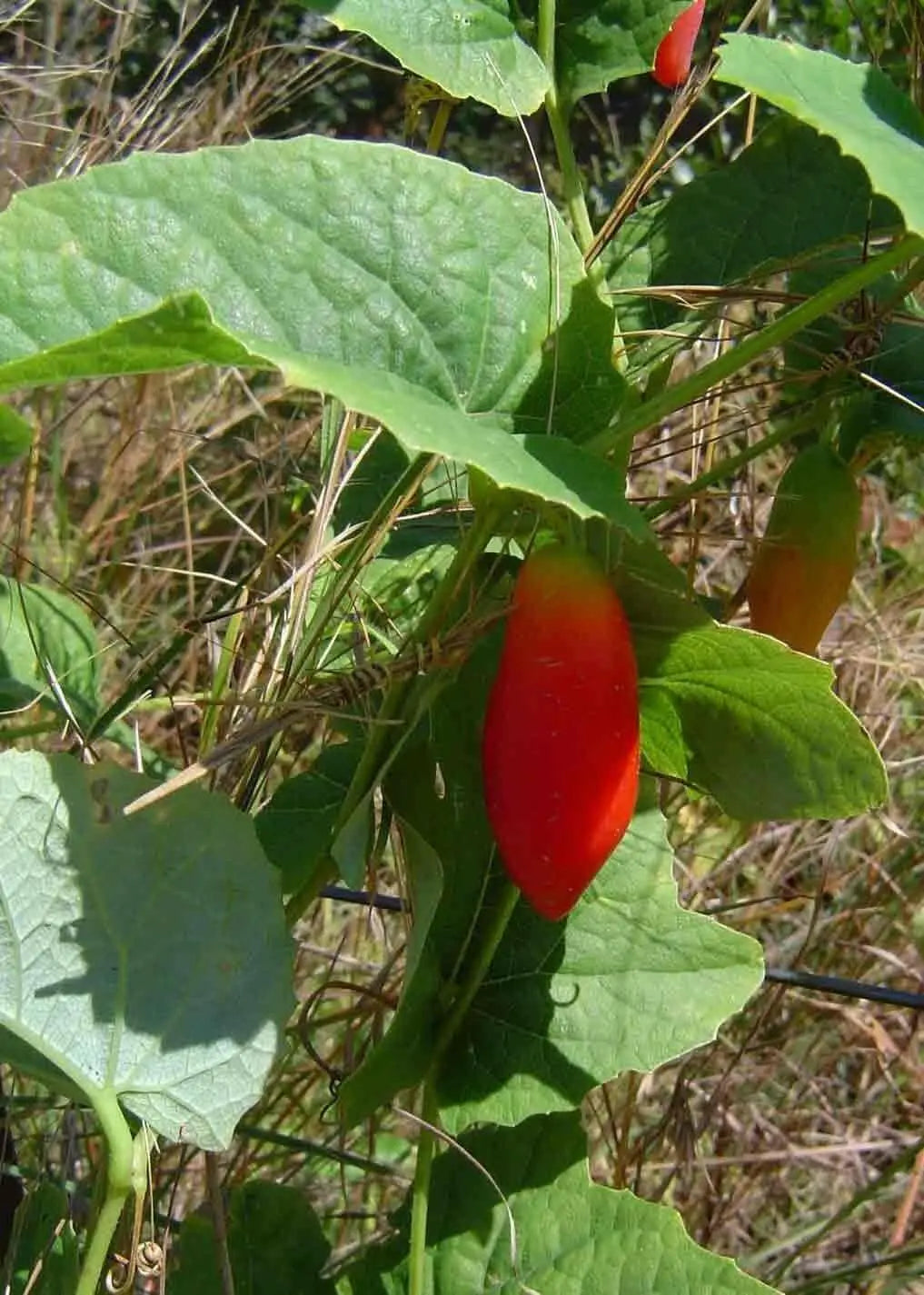 ivy gourd