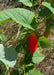 Ivy Gourd Seeds ,VEGETABLE vine - Caribbean garden seed