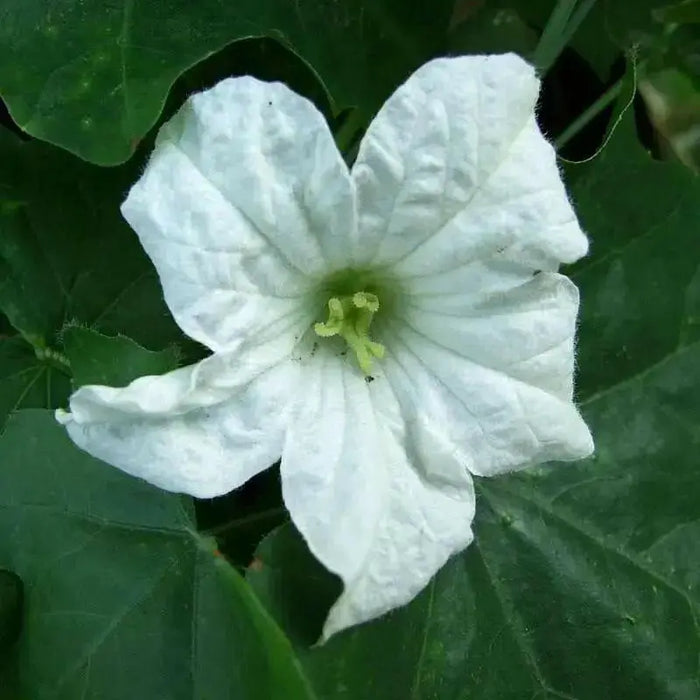 Ivy Gourd Seeds ,VEGETABLE vine - Caribbean garden seed