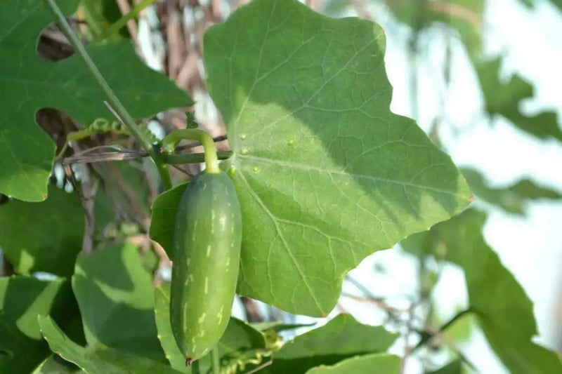 Ivy Gourd Seeds ,VEGETABLE vine - Caribbean garden seed