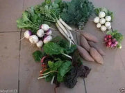 Iwai Daikon RADISH SEED, Asian Vegetable - Caribbean garden seed