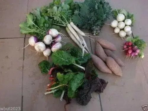 Iwai Daikon RADISH SEED, Asian Vegetable - Caribbean garden seed