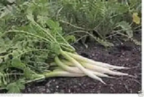 Iwai Daikon RADISH SEED, Asian Vegetable - Caribbean garden seed