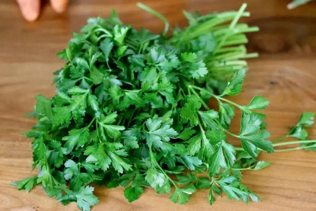 Italian Parsley , Dark Green Flat Leaf Parsley ! - Caribbean garden seed