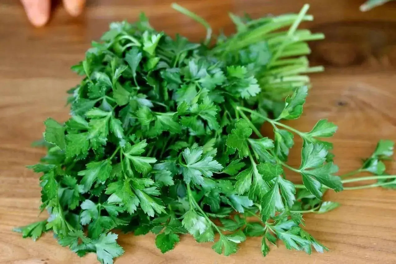 Italian Parsley , Dark Green Flat Leaf Parsley ! - Caribbean garden seed