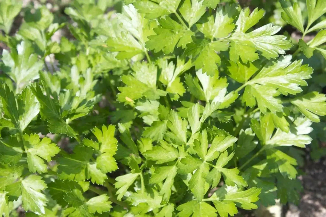 Italian Parsley , Dark Green Flat Leaf Parsley ! - Caribbean garden seed