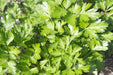 Italian Parsley , Dark Green Flat Leaf Parsley ! - Caribbean garden seed