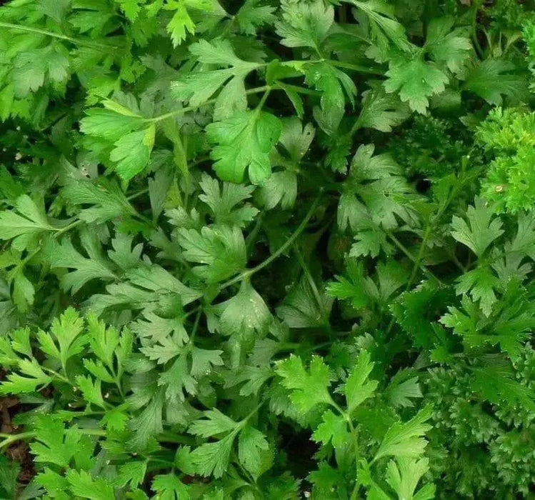 Italian Parsley , Dark Green Flat Leaf Parsley ! - Caribbean garden seed
