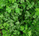 Italian Parsley , Dark Green Flat Leaf Parsley ! - Caribbean garden seed