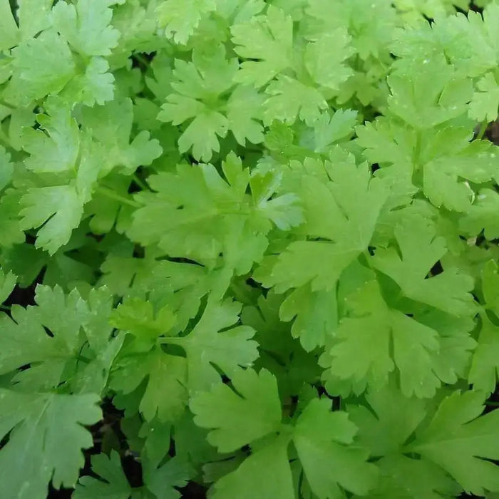Italian Parsley , Dark Green Flat Leaf Parsley ! - Caribbean garden seed
