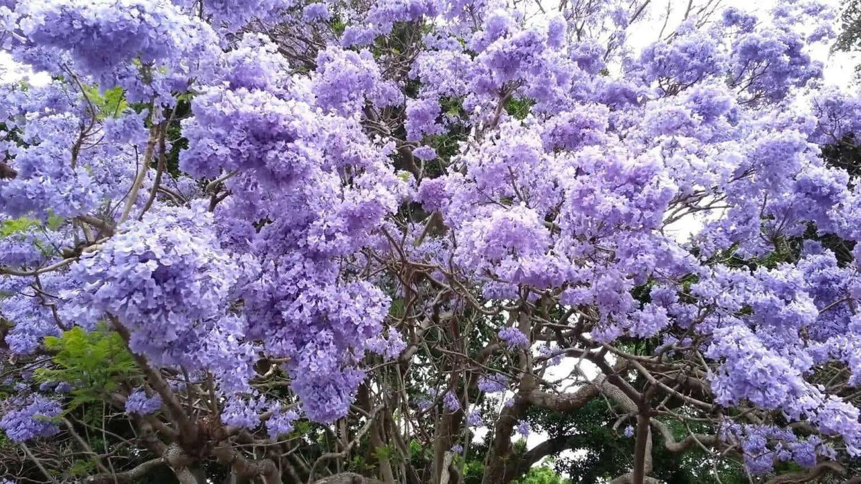 Jacaranda  Seeds, FLOWERING TREE - Caribbean garden seed