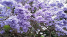 Jacaranda  Seeds, FLOWERING TREE - Caribbean garden seed