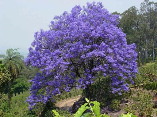 Jacaranda  Seeds, FLOWERING TREE - Caribbean garden seed